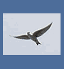180504_bird_against_sky